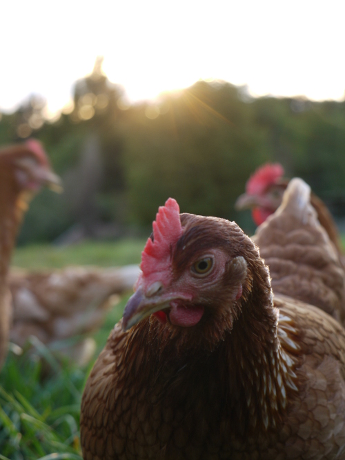 Huhn im Abendlicht (Quelle Schüßler)